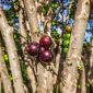 Ilustrasi buah kepel